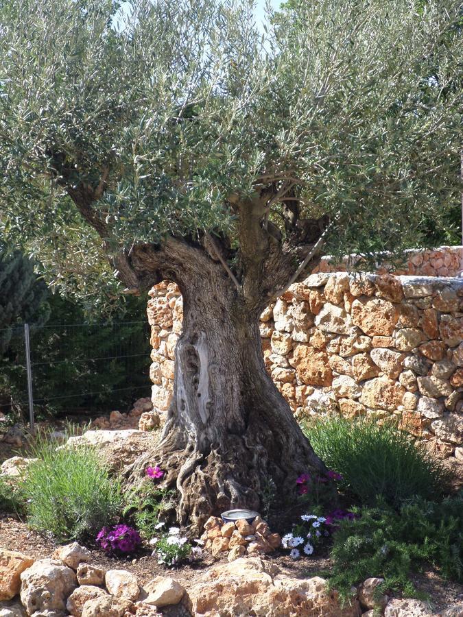 Le Clos Des Cambres Les Arcs-sur-Argens 外观 照片